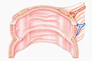 Images Dated 25th February 2008: Cross section illustration of human large intestine