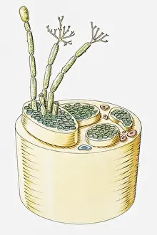 Axon Prints: Cross section illustration of human nerve
