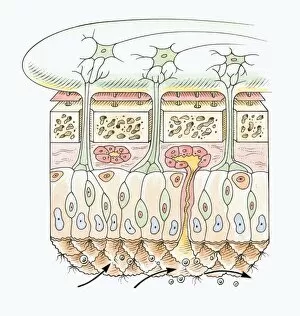Cross section illustration of human olfactory system