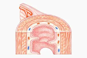 Human Muscle Prints: Cross section illustration of human small intestine showing muscle layer