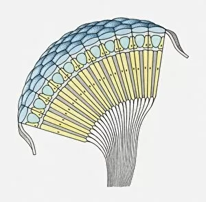 Cross section illustration through insect eye