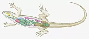 Images Dated 6th October 2009: Cross section illustration of internal anatomy of female lizard
