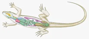 Female Animal Prints: Cross section illustration of internal anatomy of female lizard