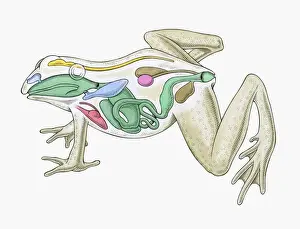 Mouth Prints: Cross section illustration of internal anatomy of male frog