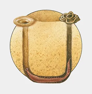 Images Dated 29th October 2009: Cross section illustration of Lugworm in U-shaped burrow and coiled cast on surface of sand above