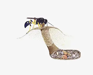 Cross section illustration of Mud Dauber (Sceliphron caementarium) at entrance to underground nest as larvae feed on siders inside