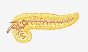Cross section illustration of pancreas