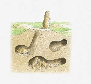 Medium Group Of Animals Gallery: Cross section illustration of Prairie Dog burrow with tunnels and family in chamber