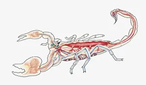 Arachnid Prints: Cross-section illustration of a scorpion
