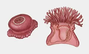 Images Dated 2nd November 2009: Cross section illustration of Sea Anemone