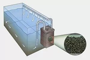 Ink And Brush Collection: Cross section illustration showing how a carbon filtration tank works