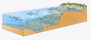 Shark Prints: Cross-section illustration showing different shark species in ocean habitats of varying depths