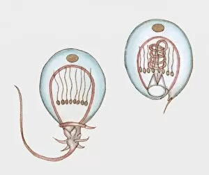 Cross section illustration showing how a jellyfish stings