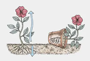 Plant Pot Prints: Cross section illustration showing how a plants stem grows upwards and its roots grow underground