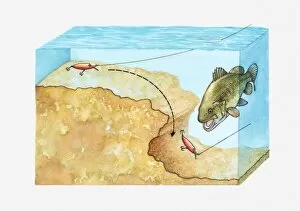 Cross section illustration showing how to plug-fish for Bass by making plug bounce around an overhang on riverbed