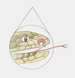 Images Dated 29th October 2009: Cross section illustration of Snakes mouth showing vomeronasal organ and forked tongue