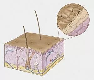 Images Dated 14th December 2009: Cross section illustration of structure of human skin