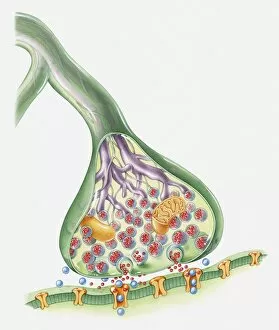 Images Dated 6th April 2010: Cross section illustration of Synapse
