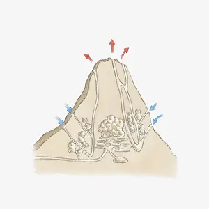 Tunnel Prints: Cross section illustration of termite mound showing tunnels and chambers