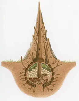 Fungus Prints: Cross section illustration of termite nest and mound showing chambers, and fungi mould