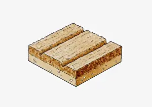 Maize Prints: Cross section illustration of tilled soil with furrows running in rows