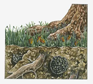 Images Dated 15th May 2017: Cross section illustration of Tuber aestivum (Summer Truffle) growing near underground tree root