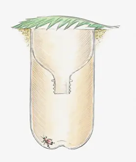 Plastic Prints: Cross section illustration of underground insect trap made from plastic bottle with leaf on top