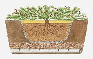 Cross section illustration of Vaccinium macrocarpon (Cranberry) bed showing roots and layers of soil