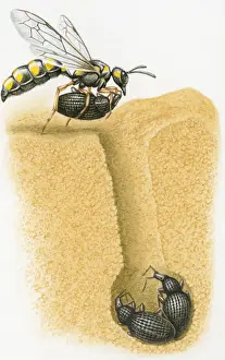 The End Prints: Cross section illustration of wasp carrying weevil into burrow