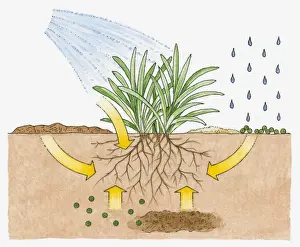 Watering Prints: Cross section illustration of watering plant and raindrops showing roots and nutrients underground during growth