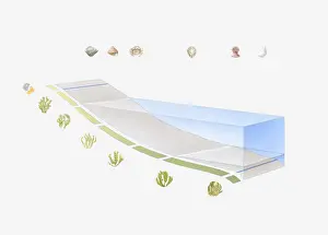 Zone Prints: Cross section illustration of the zones of the shoreline