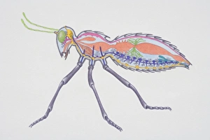 Images Dated 19th May 2006: Cross-section of insect showing internal anatomy including brain, abdomen, kidneys and sex organs