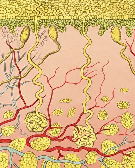 Cross Section Layers of Skin