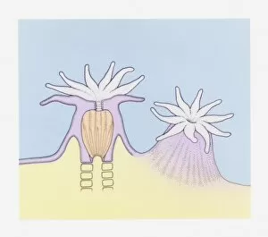 Cross section and full length illustration sea anemone