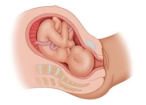 Development Collection: Cross section of the mothers anatomy showing the baby in uteruo ROP