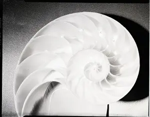 Cross Section of Nautilus Shell