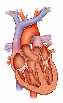 Human Internal Organ Collection: Cross section of a normal heart