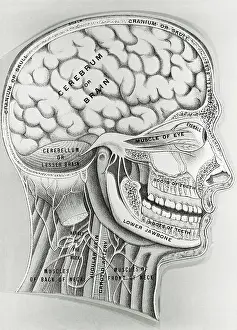 Body Part Prints: Cross Section Picture of the Human Brain