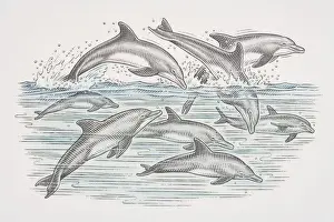 Swimming Prints: Cross-section underwater view of dolphins swimming and leaping over water surface