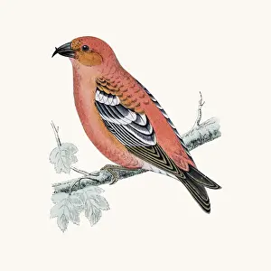 Drawing Activity Prints: Crossbill bird