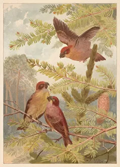 Images Dated 3rd September 2018: Crossbills (Loxia curvirostra), chromolithograph, published in 1888