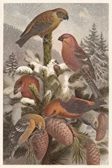 Songbird Gallery: Crossbills (Loxia), lithograph, published in 1882
