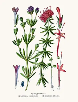 Crossworts
