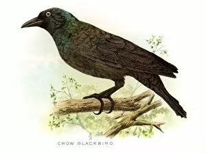 Images Dated 20th April 2017: Crow blackbird lithograph 1897