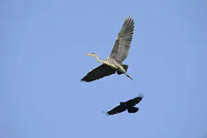 Corvid Prints: A Crow -Corvus sp. - is mobbing a Grey Heron -Ardea cinerea- in order to drive it from its territory