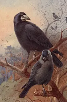 Colour Format Prints: Crow Family