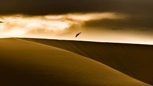 Crow flying over sand dunes