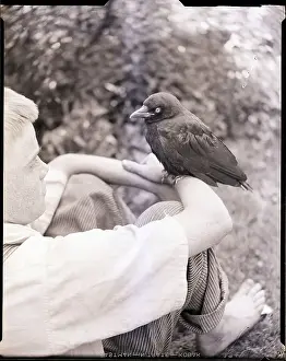 Crow Prints: Crow Perched on Boy's Arm