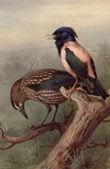 Crow And Starling