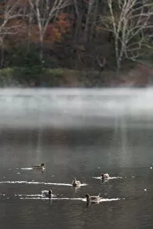 Images Dated 29th October 2013: Crowd of ducks on the small lake in Nikko, Japan